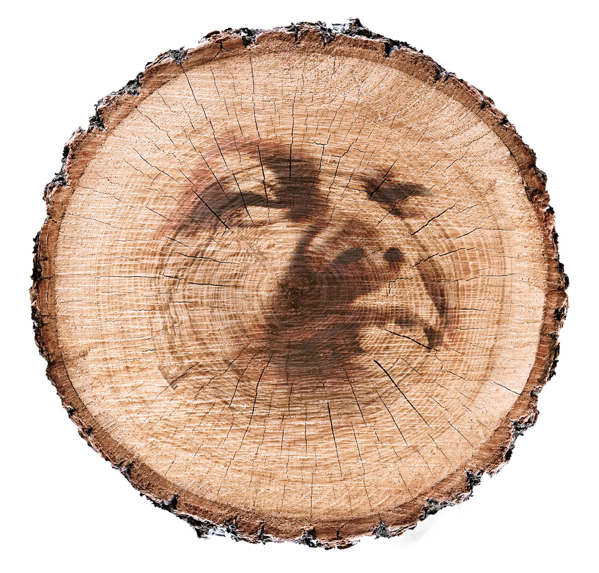 Sisterwood